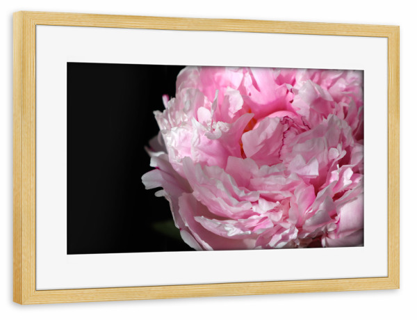 Poster mit Rahmen kiefer "Pink peony photography" artboxONE - Natur,Floral - Pink,Peony,Feminine,Black,Flower,Floral,Botanical,Natur,Nature