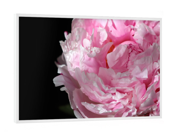 Poster mit weißem Rahmen "Pink peony photography" artboxONE - Natur,Floral - Pink,Peony,Feminine,Black,Flower,Floral,Botanical,Natur,Nature