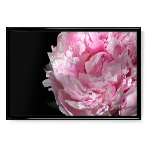 Pink peony photography