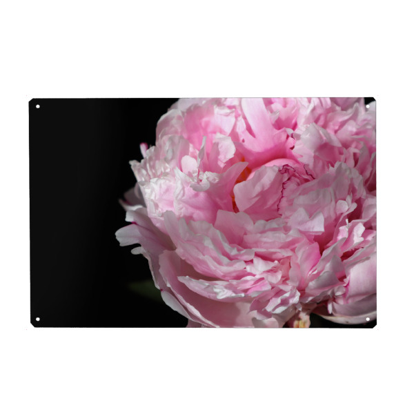 Metall Poster "Pink peony photography" artboxONE - Natur,Floral - Pink,Peony,Feminine,Black,Flower,Floral,Botanical,Natur,Nature - Blechschild
