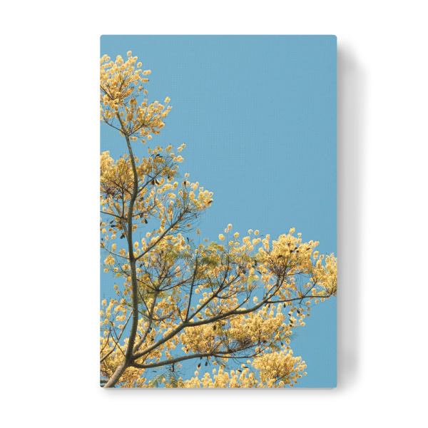 Leinwandbild "Little Yellows" artboxONE - Natur,Floral - Flowers,Flower,Yellow,Blue sky,Minimalist,Nature,Natur,Bäume,Trees,Sky,Himmel