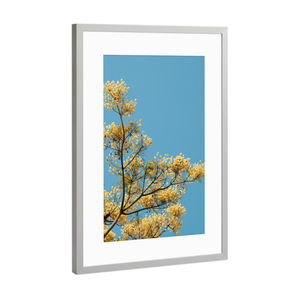Poster mit Rahmen Silber "Little Yellows" artboxONE - Natur,Floral - Flowers,Flower,Yellow,Blue sky,Minimalist,Nature,Natur,Bäume,Trees,Sky,Himmel