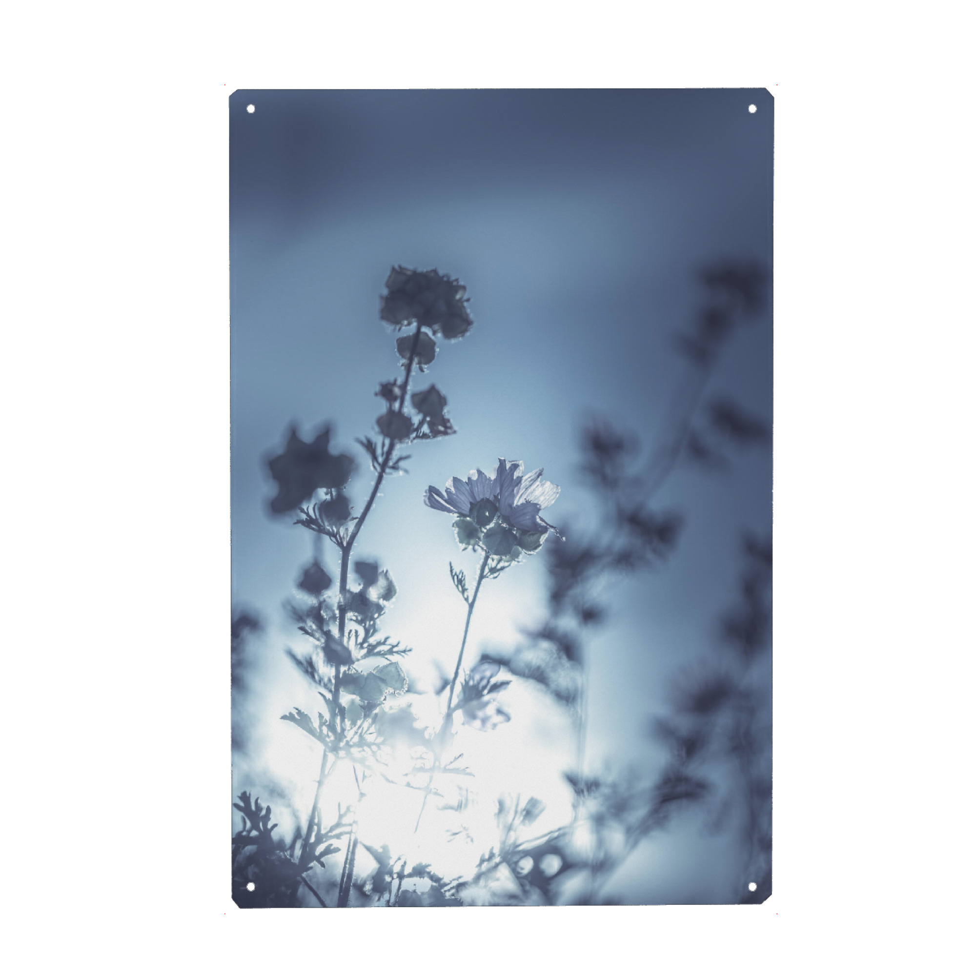 Metall Poster "Backlit floral" artboxONE - Natur,Floral - Gegenlicht,Metallisch,Graublau,Naturfoto,Natur,Nature,Floral,Flowers,Blumen,Dark