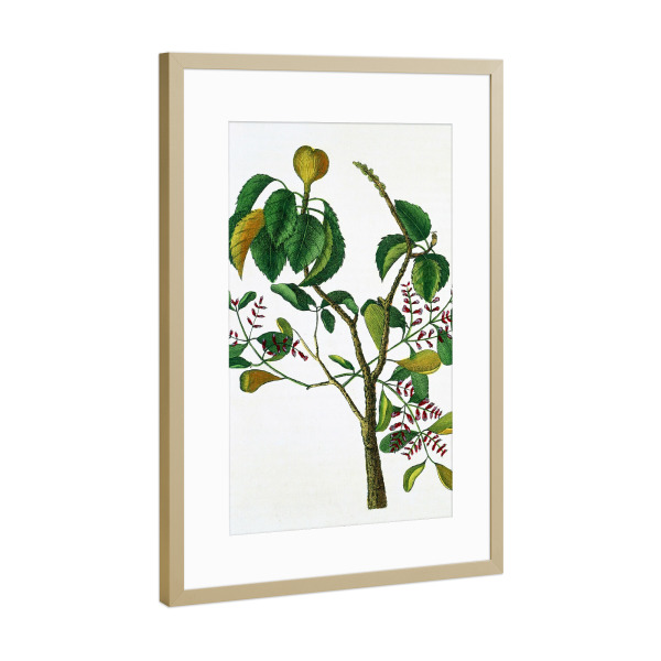 Poster mit Rahmen Gold "Manchinelbaum" artboxONE - Natur,Floral