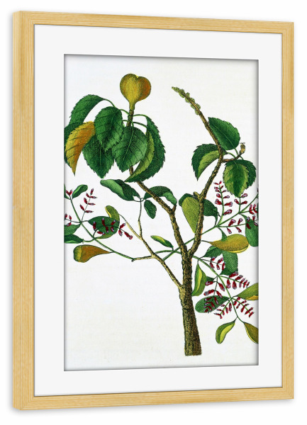 Poster mit Rahmen kiefer "Manchinelbaum" artboxONE - Natur,Floral