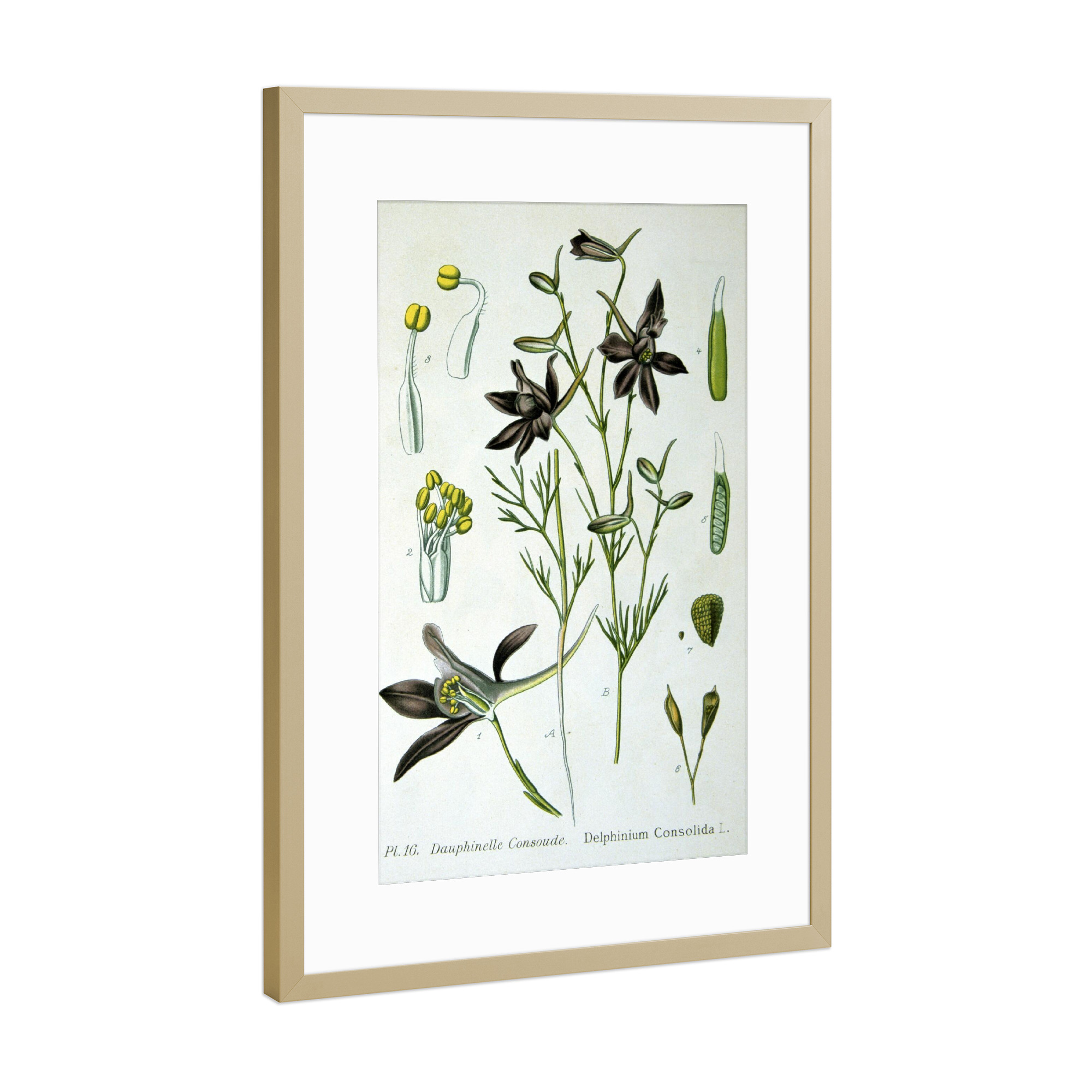 Poster mit Rahmen Gold "Gewöhnlicher Feldrittersporn" artboxONE - Natur,Floral