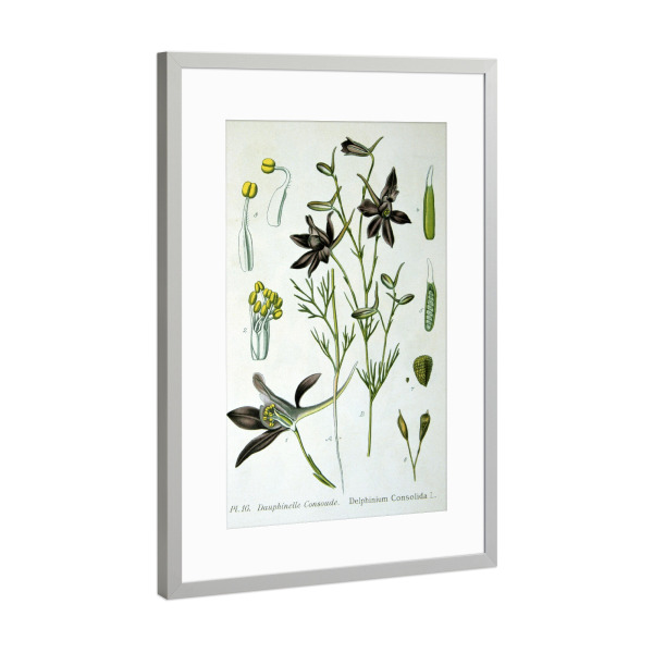 Poster mit Rahmen Silber "Gewöhnlicher Feldrittersporn" artboxONE - Natur,Floral