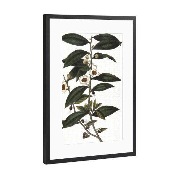 Poster mit Rahmen Schwarz (Metallic) "Teepflanze" artboxONE - Natur,Floral,Essen & Trinken
