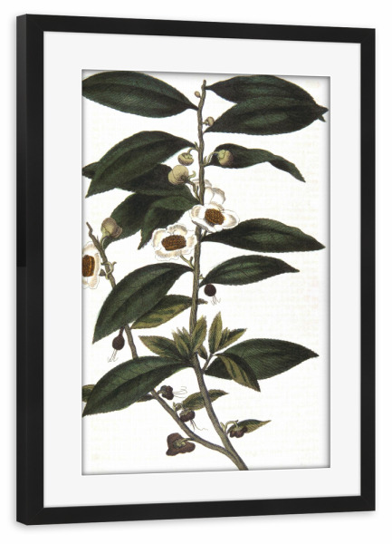 Poster mit Rahmen schwarz "Teepflanze" artboxONE - Natur,Floral,Essen & Trinken