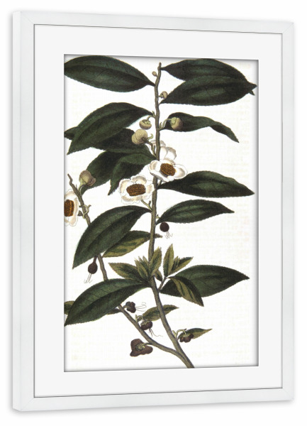 Poster mit Rahmen weiß "Teepflanze" artboxONE - Natur,Floral,Essen & Trinken