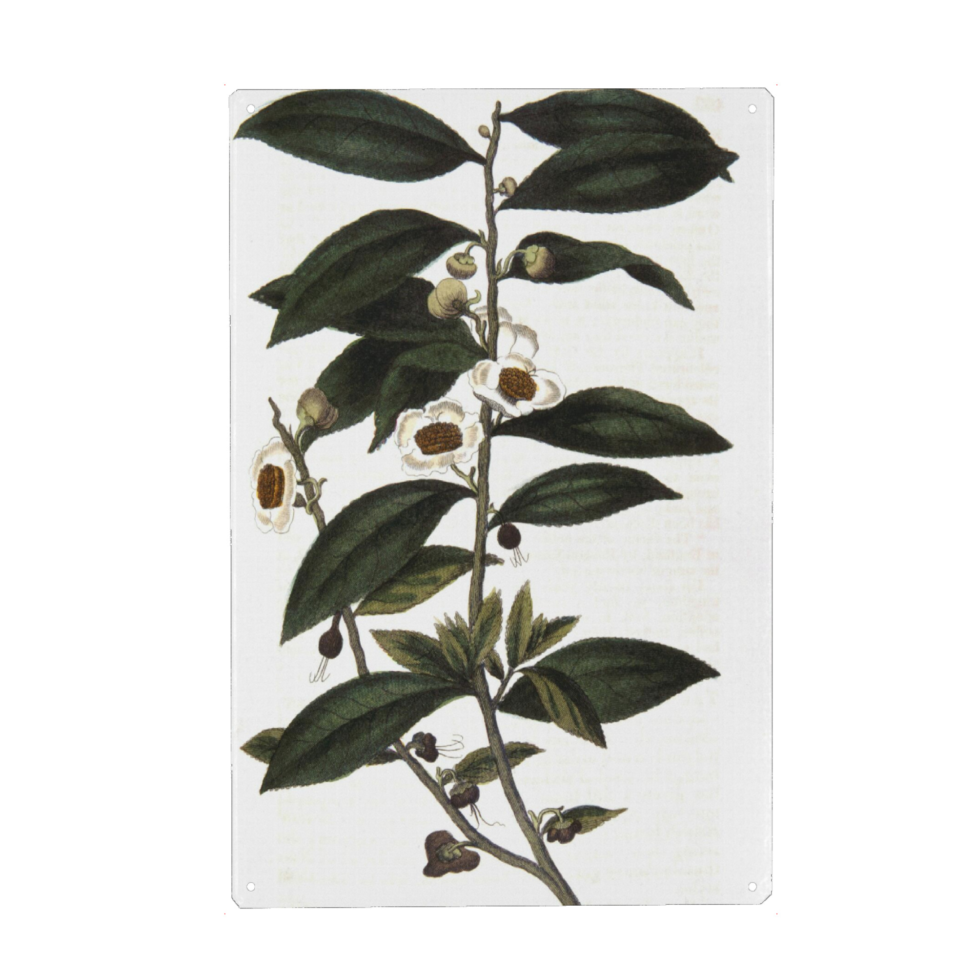 Metall Poster "Teepflanze" artboxONE - Natur,Floral,Essen & Trinken
