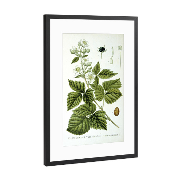 Poster mit Rahmen Schwarz (Metallic) "Kratzbeere" artboxONE - Natur,Floral