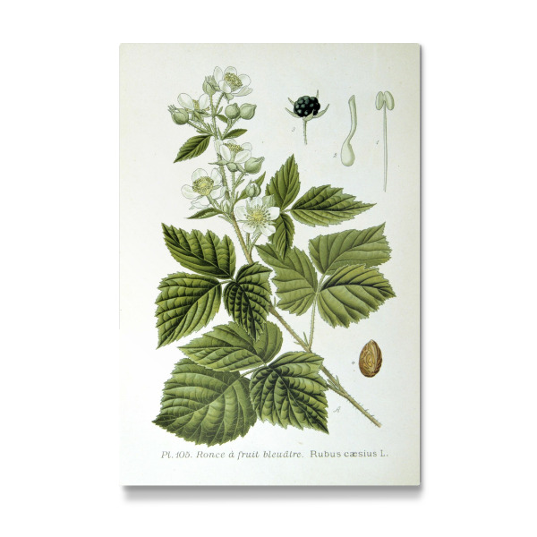 Galerie-Print "Kratzbeere" 30x20 cm artboxONE