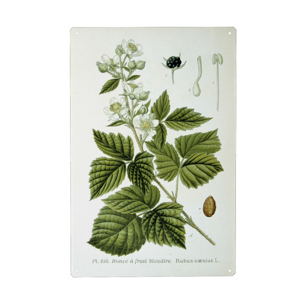 Holzbild "Kratzbeere" artboxONE - Natur,Floral