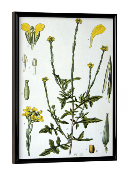 Poster mit schwarzem Rahmen "Weg-Rauke" artboxONE - Natur,Floral
