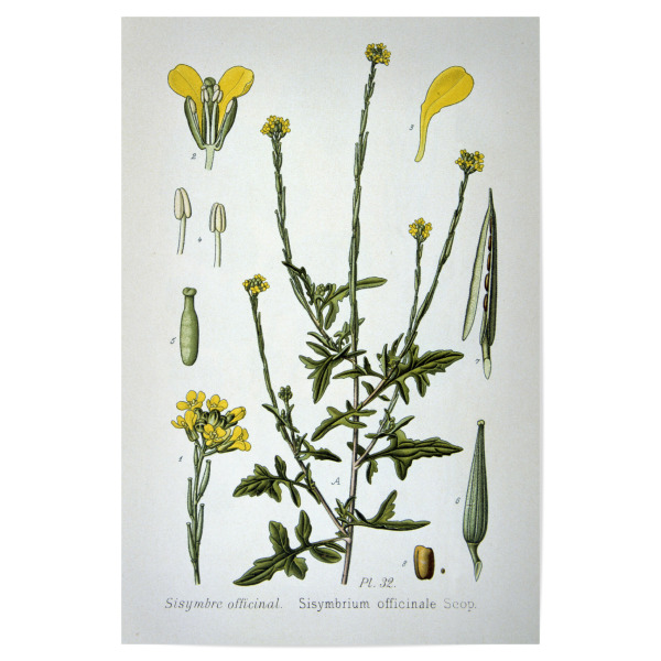 Poster 30x20 cm "Weg-Rauke" artboxONE - Natur,Floral