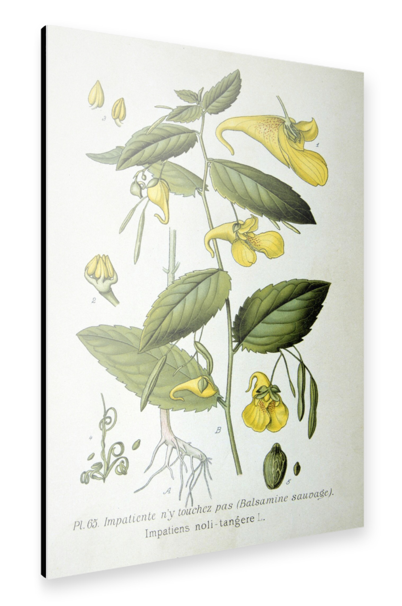Alu-Dibond "Großes Springkraut" 30x20 cm artboxONE