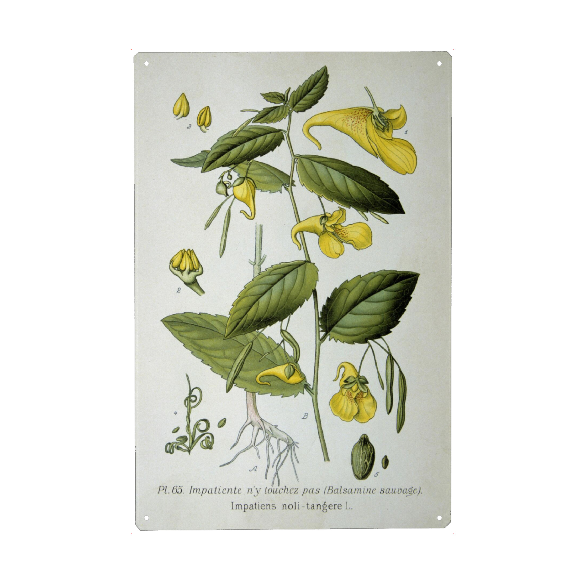 Metall Poster "Großes Springkraut" artboxONE - Natur,Floral