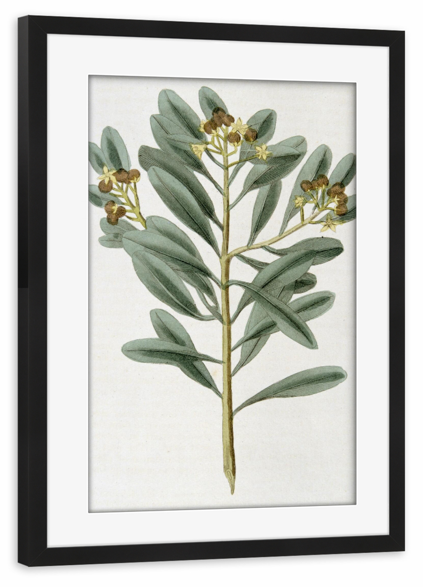 Poster mit Rahmen schwarz "Zimtpflanze" artboxONE - Natur,Floral
