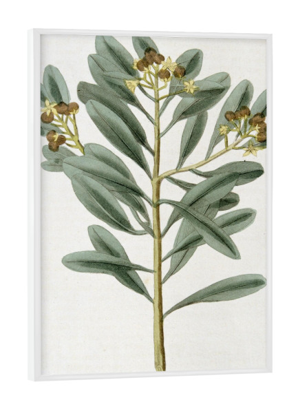 Poster mit weißem Rahmen "Zimtpflanze" artboxONE - Natur,Floral