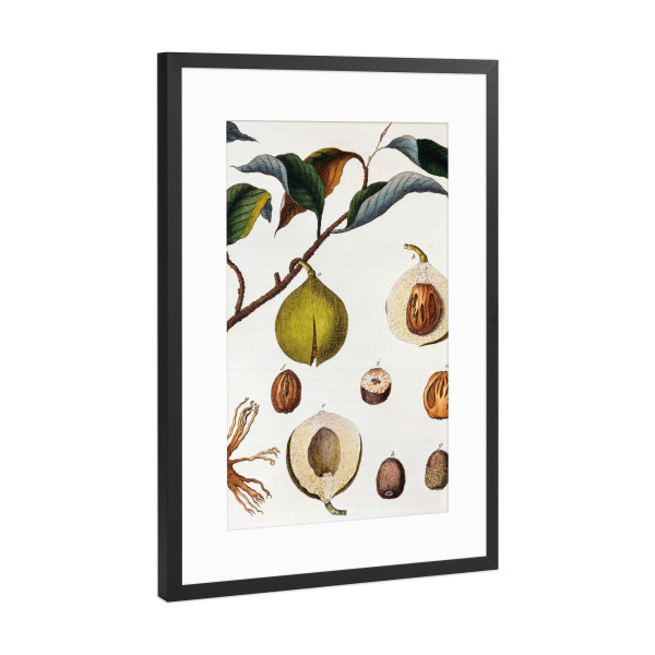 Poster mit Rahmen Schwarz (Metallic) "Muskatnussbaum" artboxONE - Natur,Floral