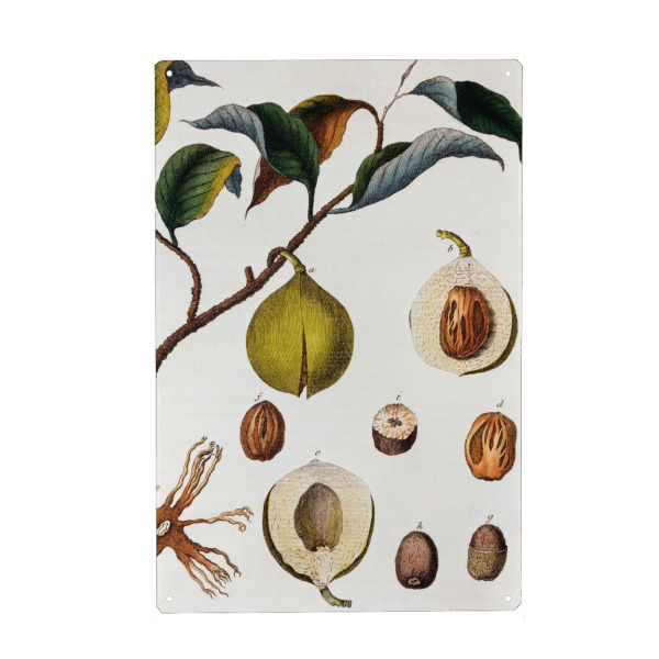Metall Poster "Muskatnussbaum" artboxONE - Natur,Floral