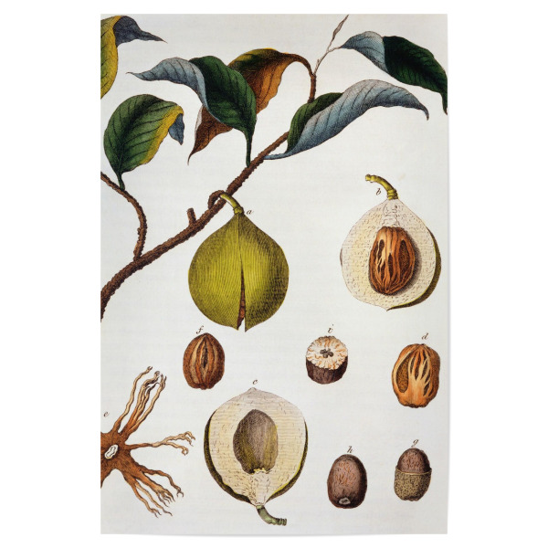 Poster 30x20 cm "Muskatnussbaum" artboxONE - Natur,Floral