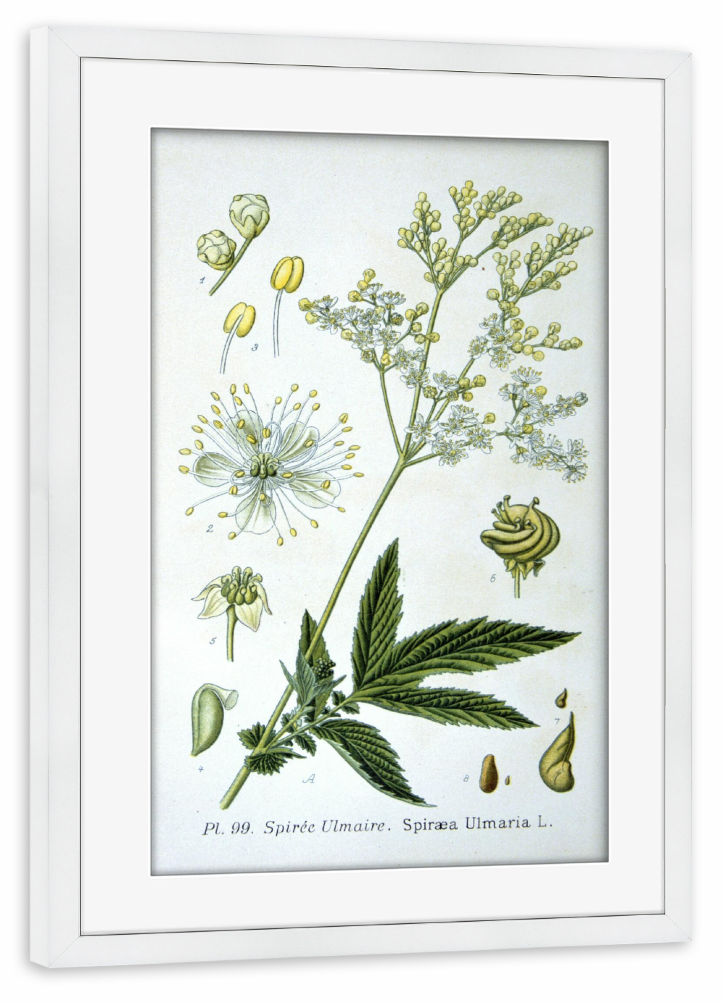 Poster mit Rahmen weiß "Echtes Mädesüß" artboxONE - Natur,Floral