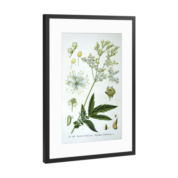 Poster mit Rahmen Schwarz (Metallic) "Echtes Mädesüß" artboxONE - Natur,Floral
