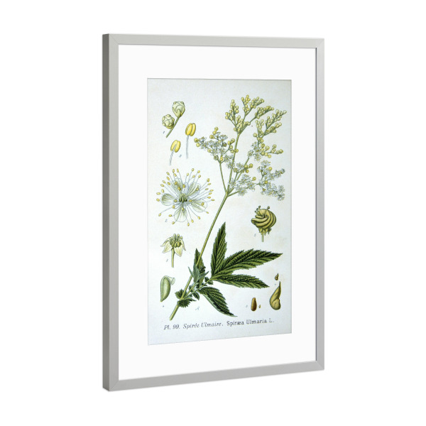Poster mit Rahmen Silber "Echtes Mädesüß" artboxONE - Natur,Floral