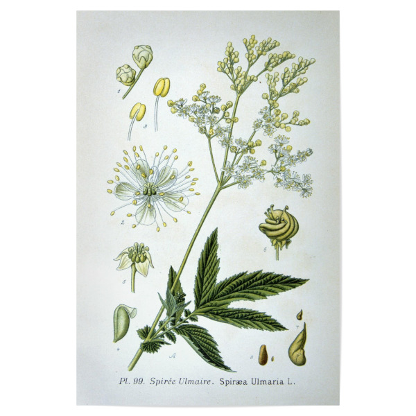 Poster "Echtes Mädesüß" artboxONE - Natur,Floral