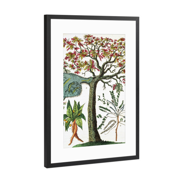 Poster mit Rahmen Schwarz (Metallic) "Alraune" artboxONE - Natur,Floral - Science,Botany,Botanisch,Floral,Natur,Nature,Plant,Pflanze,Botanical