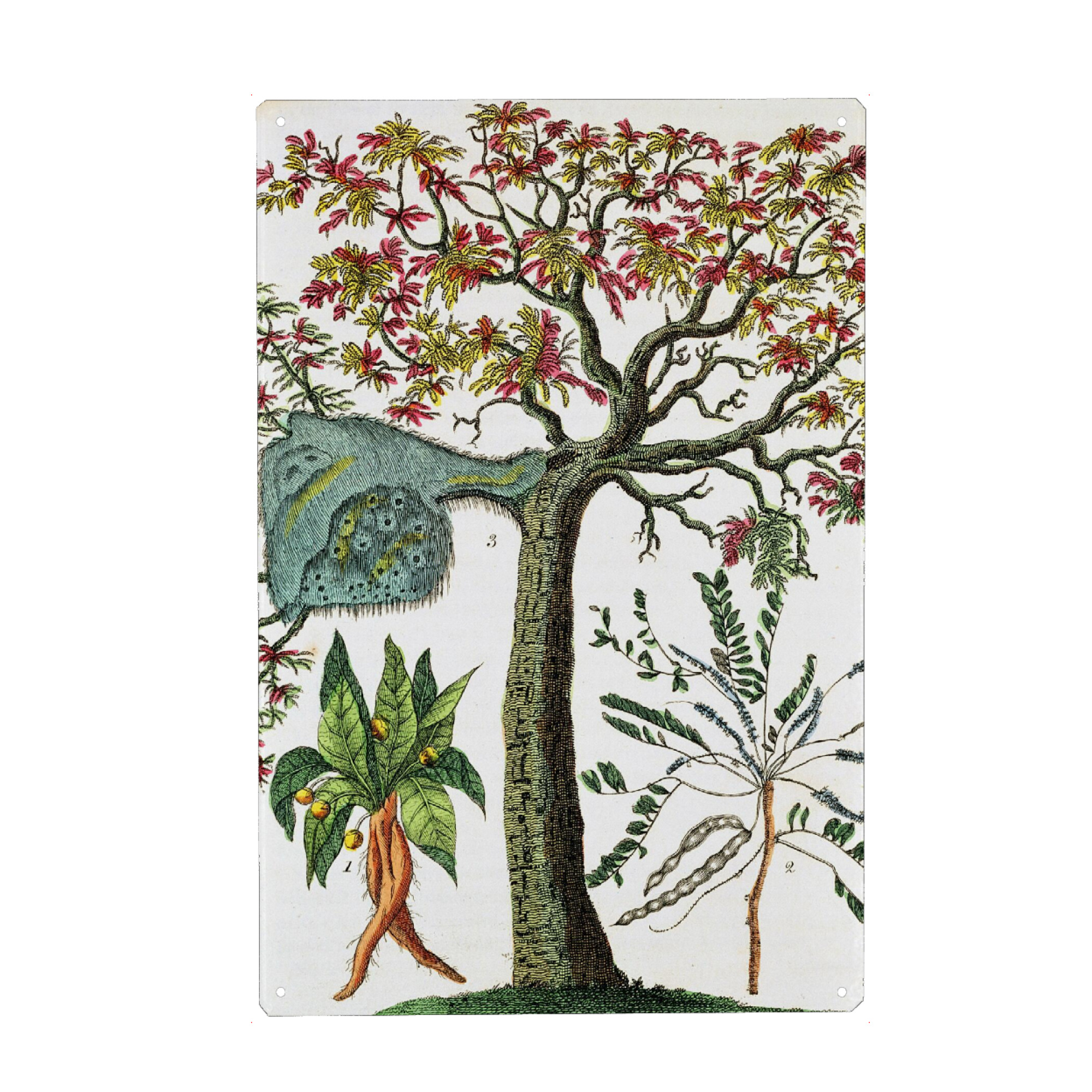 Metall Poster "Alraune" artboxONE - Natur,Floral - Science,Botany,Botanisch,Floral,Natur,Nature,Plant,Pflanze,Botanical - Blechschild