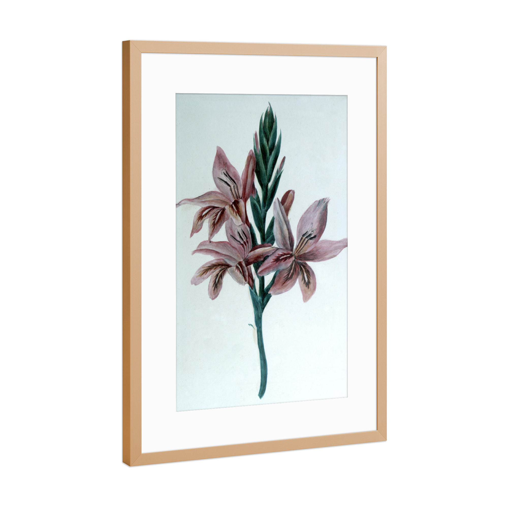 Poster mit Rahmen Kupfer "Gladiolus Watercolor" artboxONE - Natur,Floral