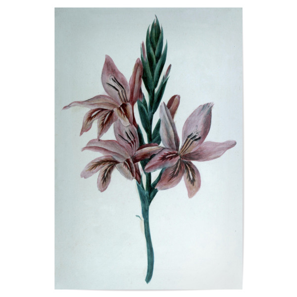 Poster "Gladiolus Watercolor" artboxONE - Natur,Floral