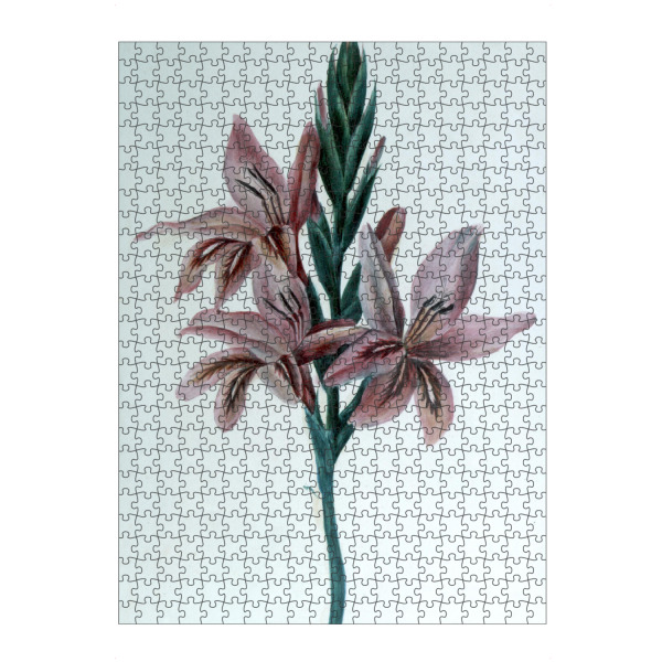 Puzzle Ravensburger "Gladiolus Watercolor" artboxONE - Natur,Floral