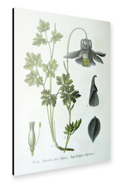 Alu-Dibond "Alpen-Akelei" 30x20 cm artboxONE