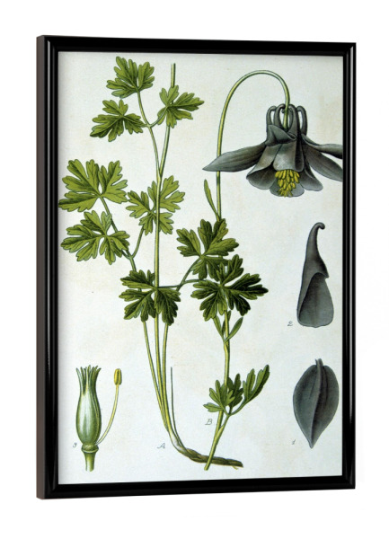 Poster mit schwarzem Rahmen "Alpen-Akelei" artboxONE - Natur,Floral