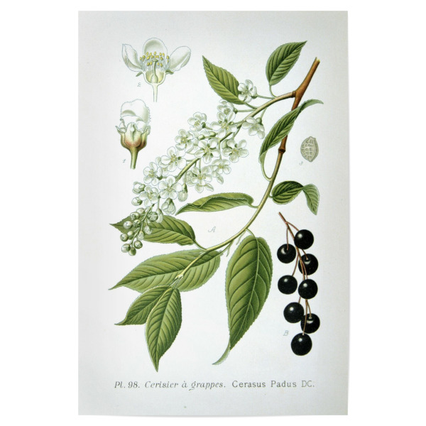 Poster "Traubenkirsche" artboxONE - Natur,Floral
