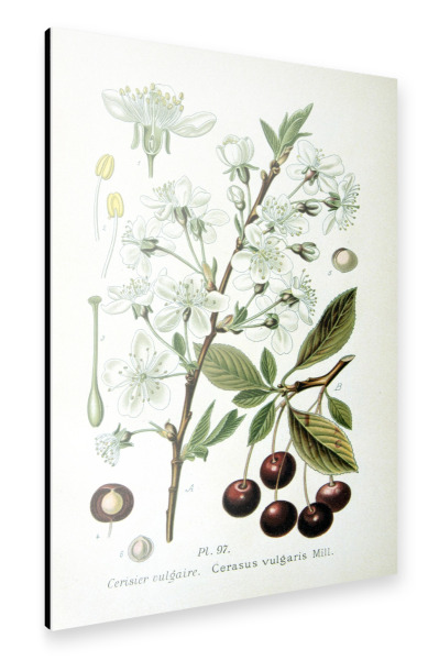 Alu-Dibond "Sauerkirsche" 30x20 cm artboxONE