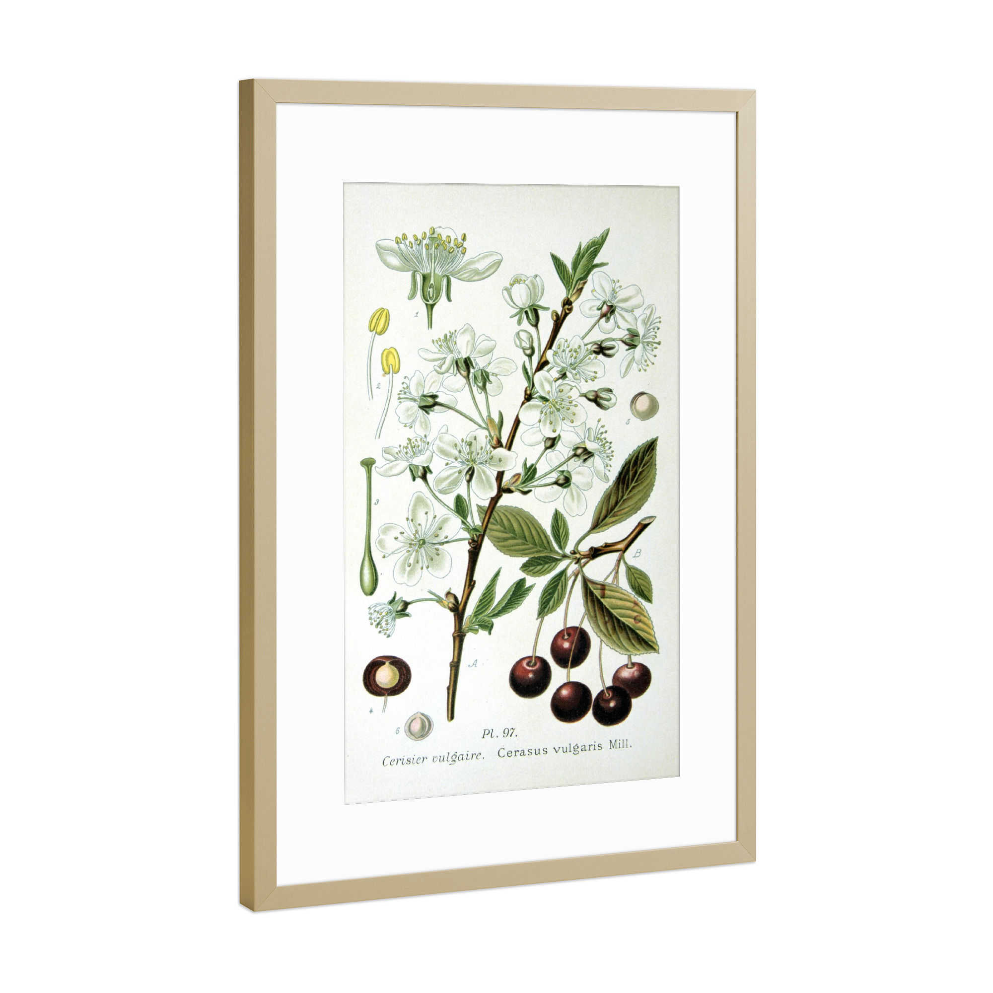 Poster mit Rahmen Gold "Sauerkirsche" artboxONE - Natur,Floral