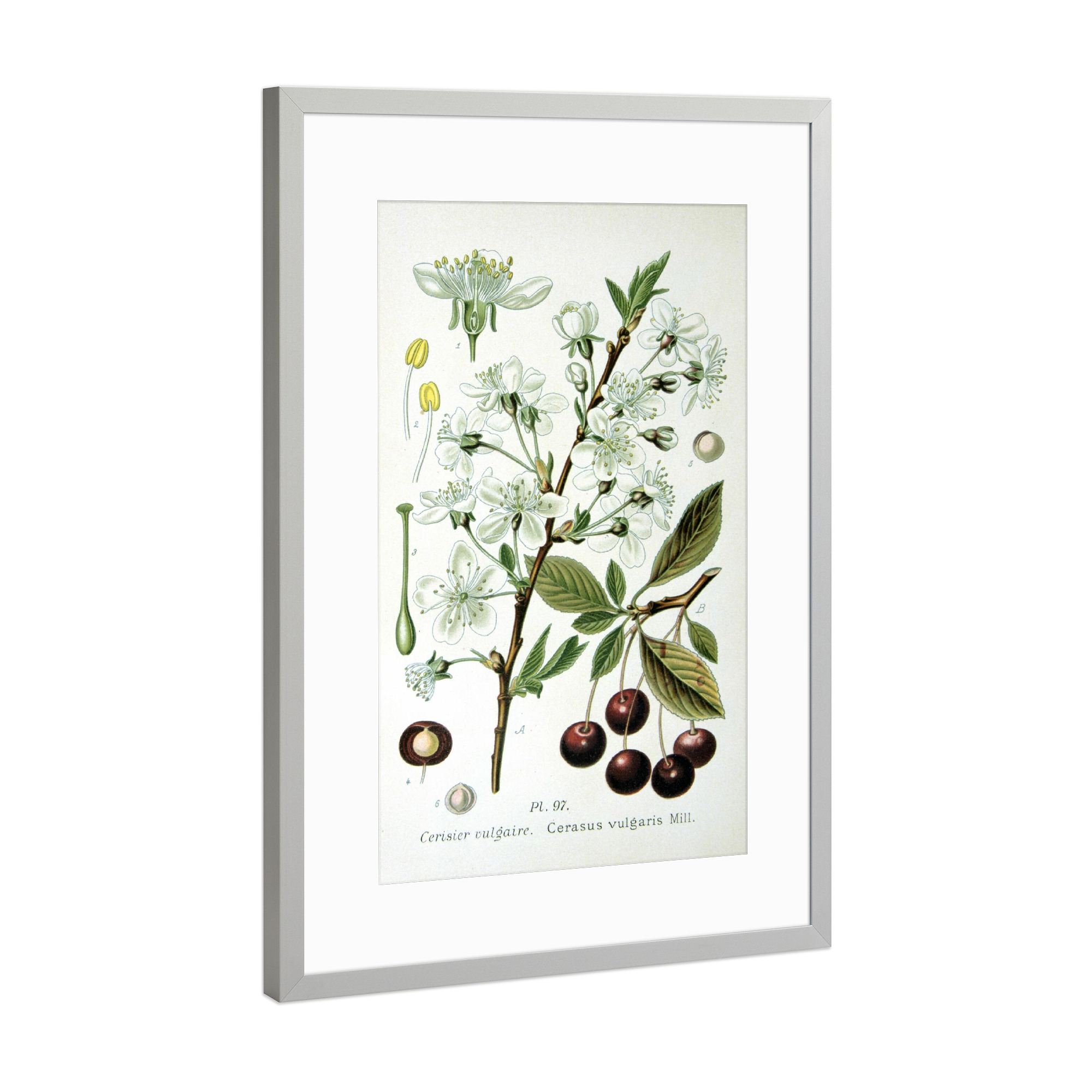 Poster mit Rahmen Silber "Sauerkirsche" artboxONE - Natur,Floral