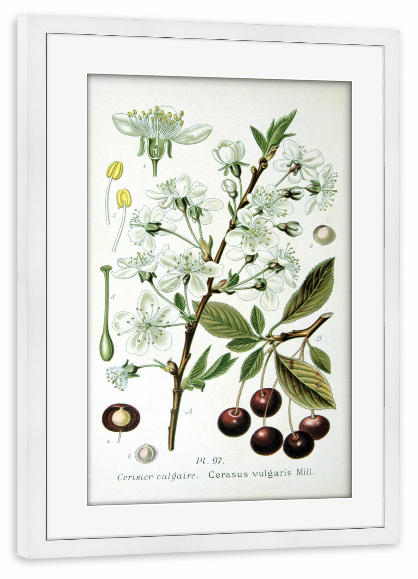 Poster mit Rahmen weiß "Sauerkirsche" artboxONE - Natur,Floral