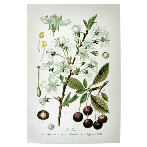 Poster 30x20 cm "Sauerkirsche" artboxONE - Natur,Floral
