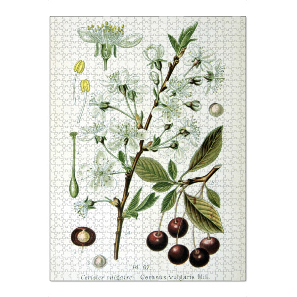 Puzzle Ravensburger "Sauerkirsche" artboxONE - Natur,Floral
