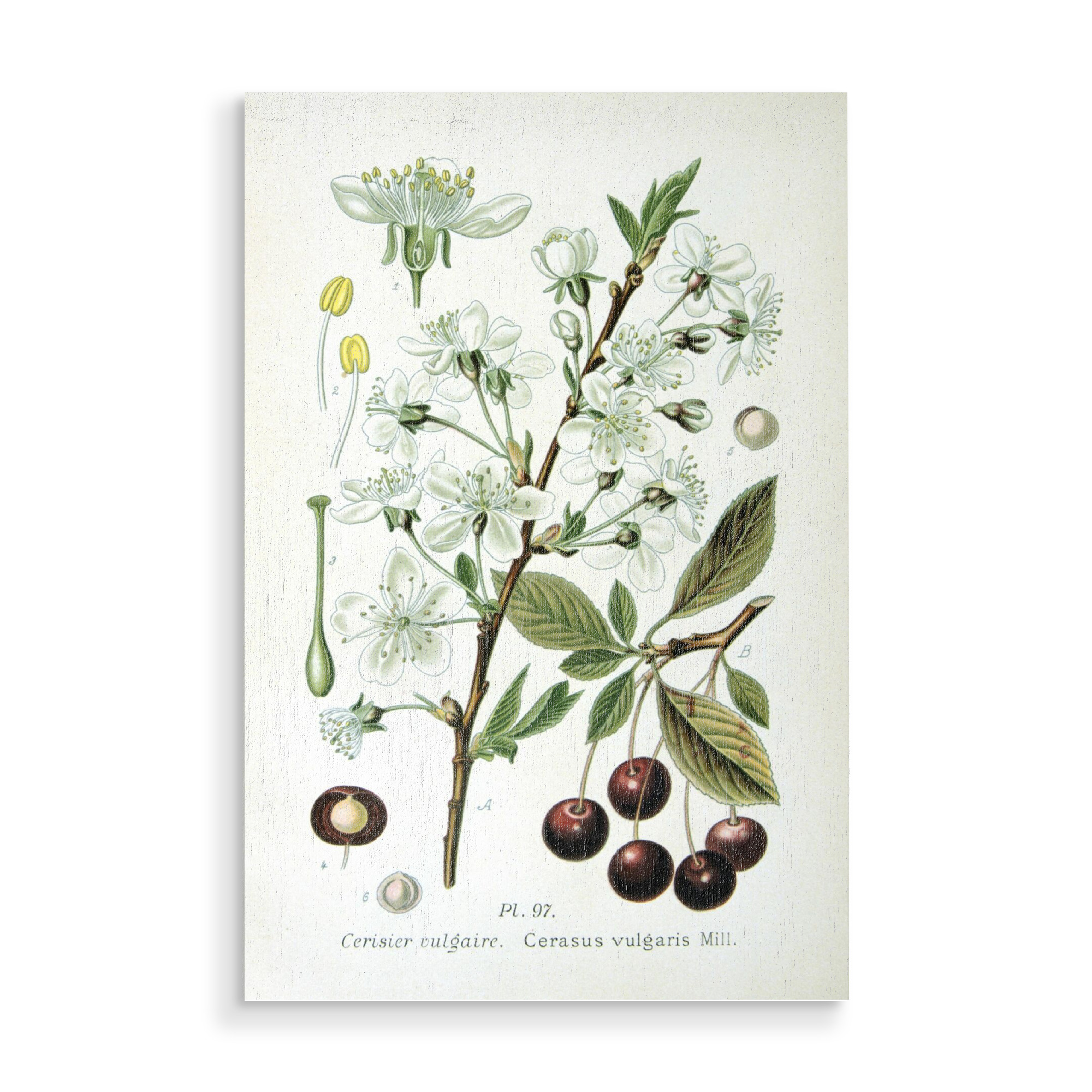 Holzbild "Sauerkirsche" artboxONE - Natur,Floral