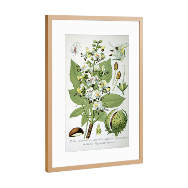 Poster mit Rahmen Kupfer "Gewöhnliche Rosskastanie" artboxONE - Natur,Floral