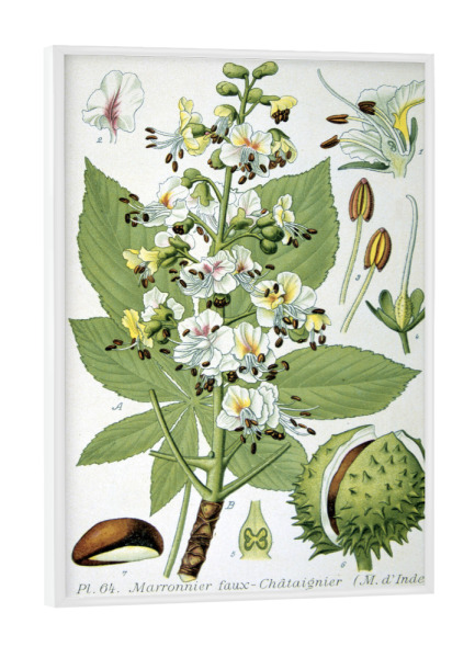 Poster mit weißem Rahmen "Gewöhnliche Rosskastanie" artboxONE - Natur,Floral