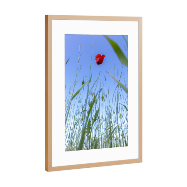Poster mit Rahmen Kupfer "Im Feld" artboxONE - Natur,Floral