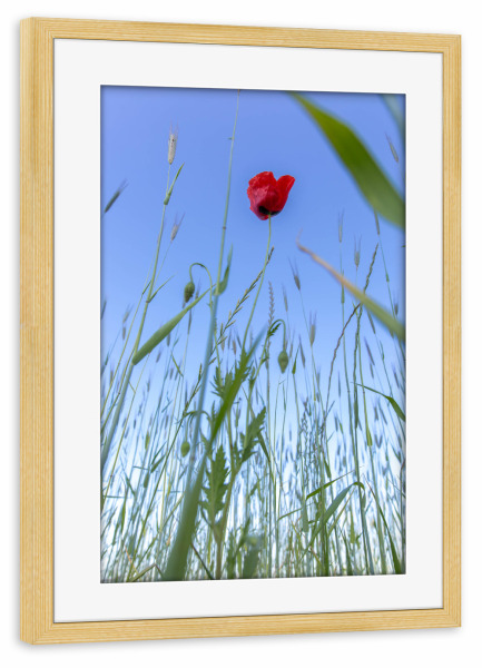 Poster mit Rahmen kiefer "Im Feld" artboxONE - Natur,Floral